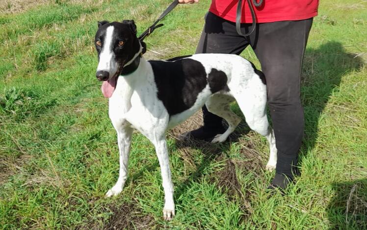 Laughill Jess could get win number 14 on Saturday night.