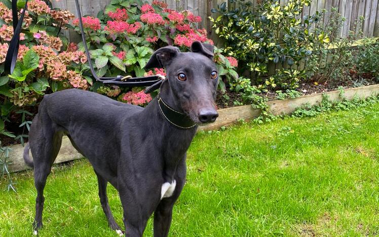 Category one greyhound deals races